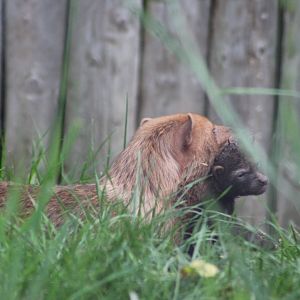 Bush dog carrying pup