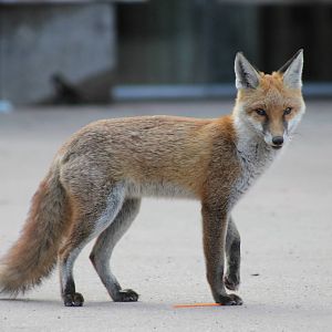 Wild red fox
