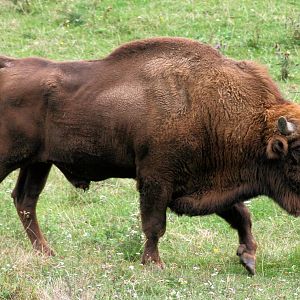 European bison; Plzen; 2nd September 2012