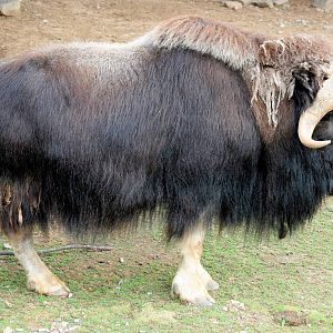 Musk-ox; Plzen; 2nd September 2012