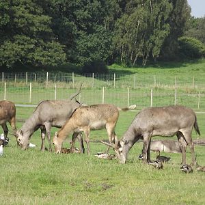 Pére David's Deer at Knowsley Safari Park 08/09/12