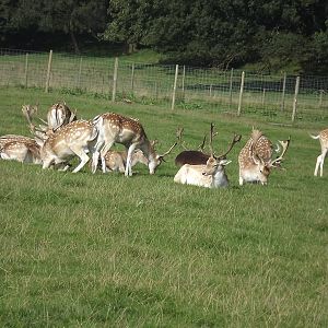Fallow Deer at Knowsley Safari Park 08/09/12