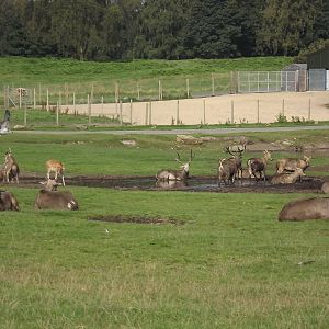 Pére David's Deer at Knowsley Safari Park 08/09/12