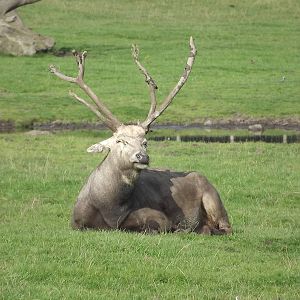 Pére David's Deer at Knowsley Safari Park 08/09/12