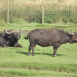 Cape Buffalo at Knowsley Safari Park 08/09/12