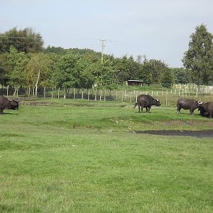 Cape Buffalo herd at Knowsley Safari Park 08/09/12