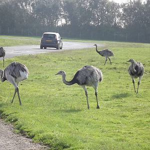 Greater Rheas at Knowsley Safari Park 08/09/12