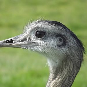 Greater Rhea at Knowsley Safari Park 08/09/12