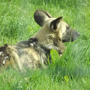 African Hunting Dog at Knowsley Safari Park 08/09/12