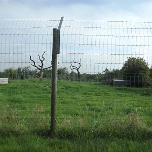 African Hunting Dog exhibit at Knowsley Safari Park 08/09/12