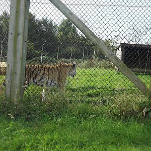 Amur Tiger at Knowsley Safari Park 08/09/12
