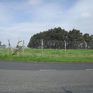African Hunting Dog exhibit at Knowsley Safari Park 08/09/12