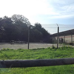 Lion yard at Knowsley Safari Park 08/09/12