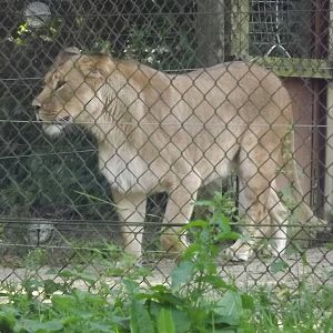 African Lion at Knowsley Safari Park 08/09/12
