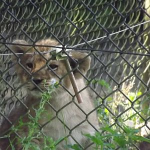 African Lion cub at Knowsley Safari Park 08/09/12