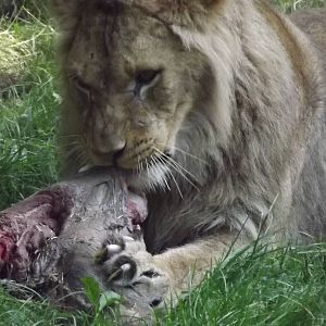 African Lion at Knowsley Safari Park 08/09/12