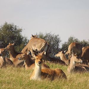 Nilgai at Knowsley Safari Park 08/09/12
