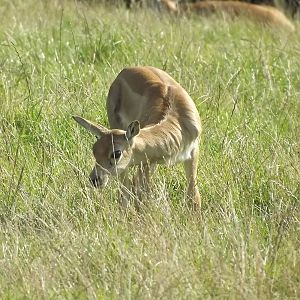 Blackbuck at Knowsley Safari Park 08/09/12
