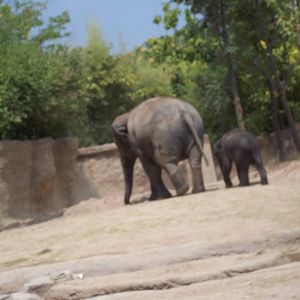 Elephants