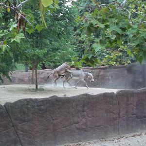 Somali Wild Asses Mating