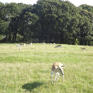 Blackbuck herd at Knowsley Safari Park 08/09/12