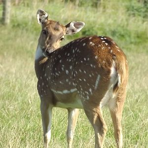 Axis Deer at Knowsley Safari Park 08/09/12