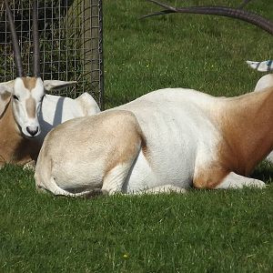 Scimitar Horned Oryx at Knowsley Safari Park 08/09/12