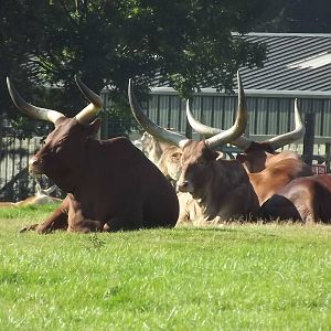 Ankole at Knowsley Safari Park 08/09/12