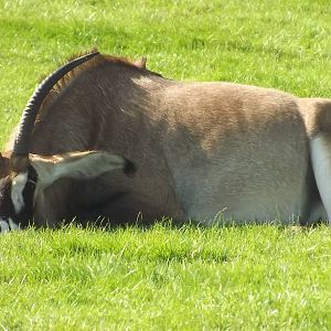 Roan Antelope at Knowsley Safari Park 08/09/12