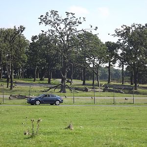 Baboon exhibit at Knowsley Safari Park 08/09/12