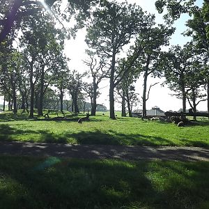 Baboon exhibit at Knowsley Safari Park 08/09/12