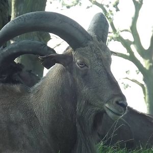 Barbary Sheep at Knowsley Safari Park 08/09/12