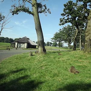 Baboon exhibit at Knowsley Safari Park 08/09/12