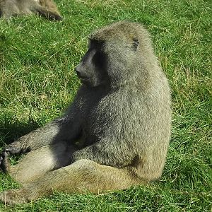 Hamadryas Baboon at Knowsley Safari Park 08/09/12