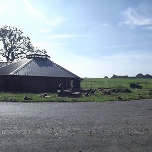Baboon exhibit at Knowsley Safari Park 08/09/12