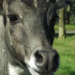 Nilgai at Knowsley Safari Park 08/09/12