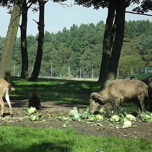 Baboon exhibit at Knowsley Safari Park 08/09/12