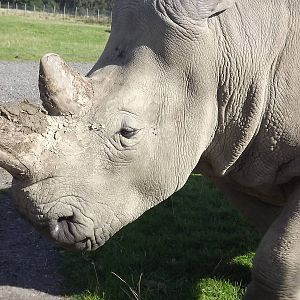 Southern White Rhino at Knowsley Safari Park 08/09/12