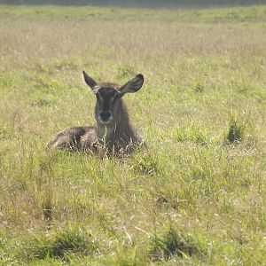 Ellipsen Waterbuck at Knowsley Safari Park 08/09/12