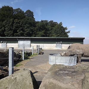 White Rhino yard at Knowsley Safari Park 08/09/12