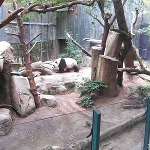 Giant Panda