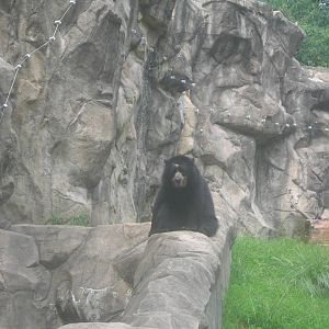 Andean Bear