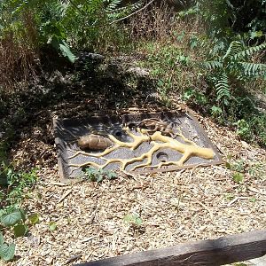 Summer Exhibit Xtreme Bugs