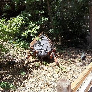 Summer Exhibit Xtreme Bugs