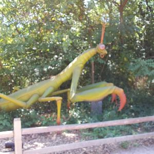 Summer Exhibit Xtreme Bugs