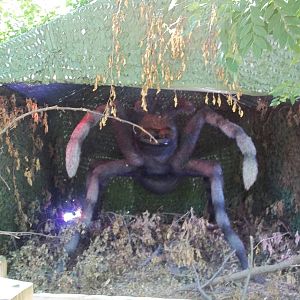 Summer Exhibit Xtreme Bugs