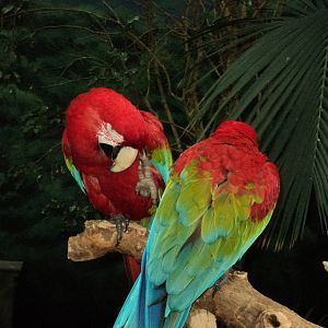 Macaw
