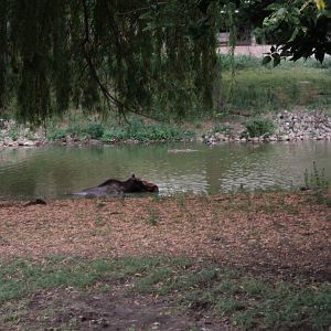 Moose in pond