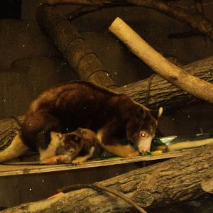 Matschie's Tree Kangaroo with joey