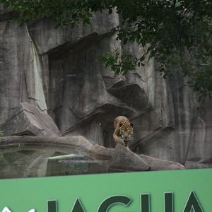 Jaguar walking on moat separating predator prey exhibits